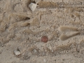 Blackbuck Tracks