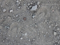 Burro Tracks