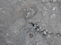 Burro Tracks