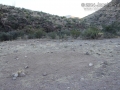 Burro Tracks