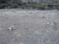 Burro Tracks