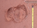 Calf Tracks