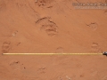 Calf Tracks