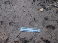 Carmen White-tailed Deer Tracks