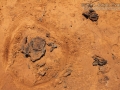Cow Scat