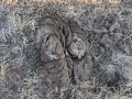 Cow Scat