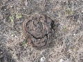 Cow Scat