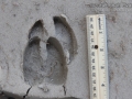 Cow Tracks