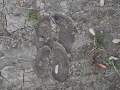 Cow Tracks