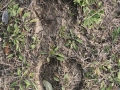 Cow Tracks