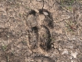 Cow Tracks