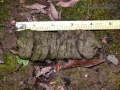 Deer Scat