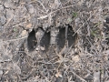 Deer Tracks