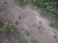 Deer Tracks