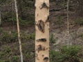 Elk Feeding Sign
