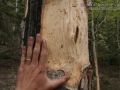 Elk Feeding Sign