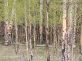 Elk Feeding Sign