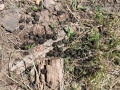 Elk Scat