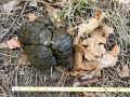 Elk Scat