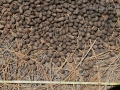 Elk Scat