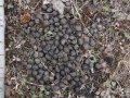 Elk Scat