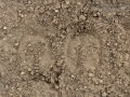Elk Tracks