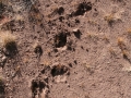 Elk Tracks