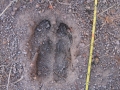 Elk Tracks