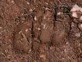 Elk Tracks