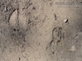 Elk Tracks