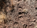Elk Tracks