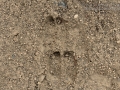 Elk Tracks