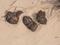 Feral Hog Scat