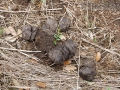 Feral Hog Scat
