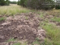 Feral Hog Rooting
