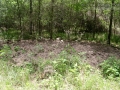 Feral Hog Rooting