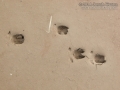 Feral Hog Tracks