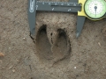 Feral Hog Tracks