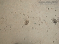 Feral Hog Tracks