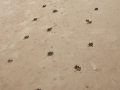 Feral Hog Tracks