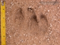 Feral Hog Tracks