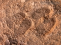 Feral Hog Tracks