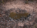 Feral Hog Wallow