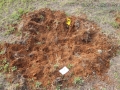 Feral Hog Rooting