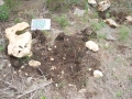 Feral Hog Rooting