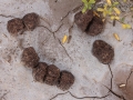 Hog Scat