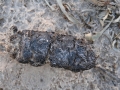 Hog Scat