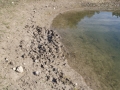 Hog Wallow