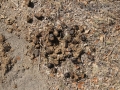 Horse Scat