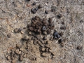 Horse Scat